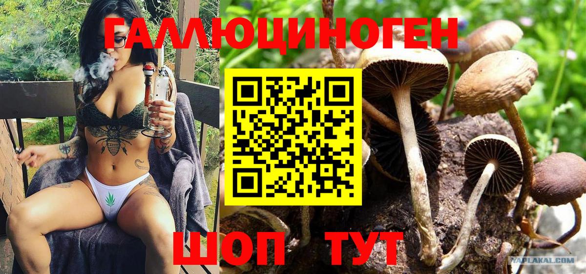 Галлюциногенные грибы Psilocybine cubensis Чернушка
